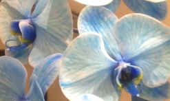 色が薄い青い胡蝶蘭拡大
